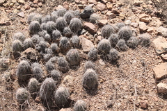 Echinocereus stolonifer tayopensis