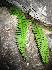 Polystichum craspedosorum