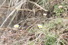 Erigeron pubescens