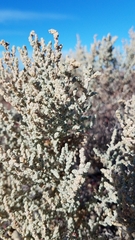 Atriplex julacea
