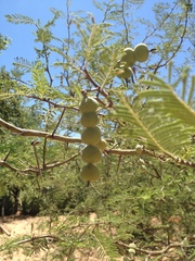 Vachellia aroma