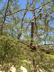 Vachellia aroma