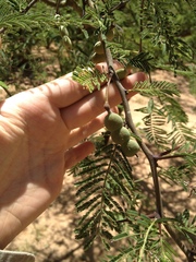 Vachellia aroma