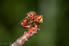 Sicus ferrugineus