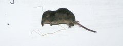 Sorex arcticus
