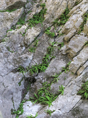 Polystichum craspedosorum