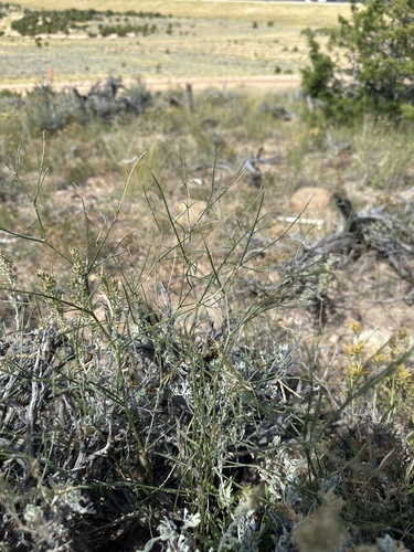 Image of Astragalus convallarius by (c) Matt Berger, some rights reserved (CC BY)