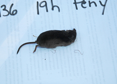 Sorex arcticus