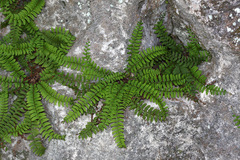Polystichum craspedosorum