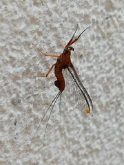 Ephemeroptera