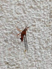 Ephemeroptera