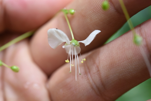 Image of Rhopalephora scaberrima by (c) 潘立傑 LICHIEH_PAN, some rights reserved (CC BY)