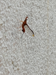 Ephemeroptera