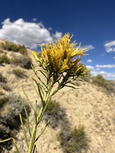 Image of Ericameria parryi by (c) Matt Berger, some rights reserved (CC BY)