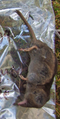 Sorex arcticus