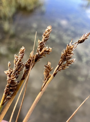 Image of Carex praeceptorum by (c) Matt Berger, some rights reserved (CC BY)
