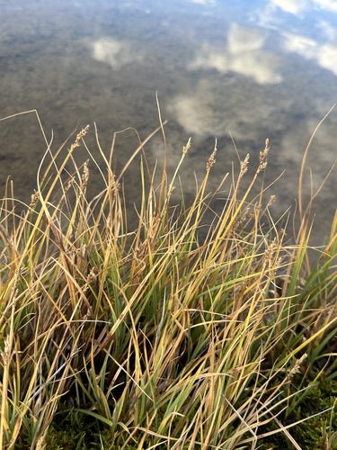 Image of Carex praeceptorum by (c) Matt Berger, some rights reserved (CC BY)