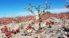 Amauria brandegeeana