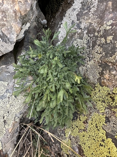 Image of Erigeron pinnatisectus by (c) Matt Berger, some rights reserved (CC BY)