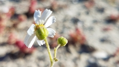 Amauria brandegeeana