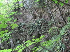 Polystichum craspedosorum