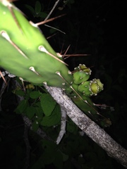 Opuntia anacantha