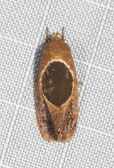 Hoplomorpha abalienella