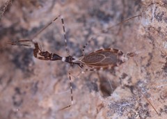 Stenolemoides arizonensis
