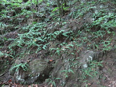 Polystichum craspedosorum