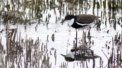 Erythrogonys cinctus