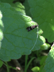 Adela septentrionella