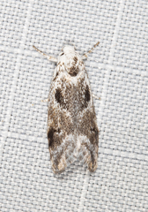 Lichenaula choriodes