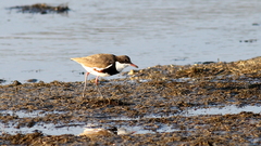 Erythrogonys cinctus