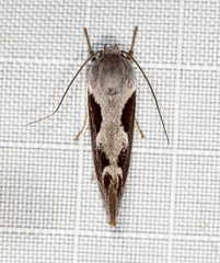 Lichenaula undulatella