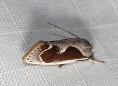 Lichenaula undulatella