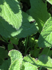 Adela septentrionella