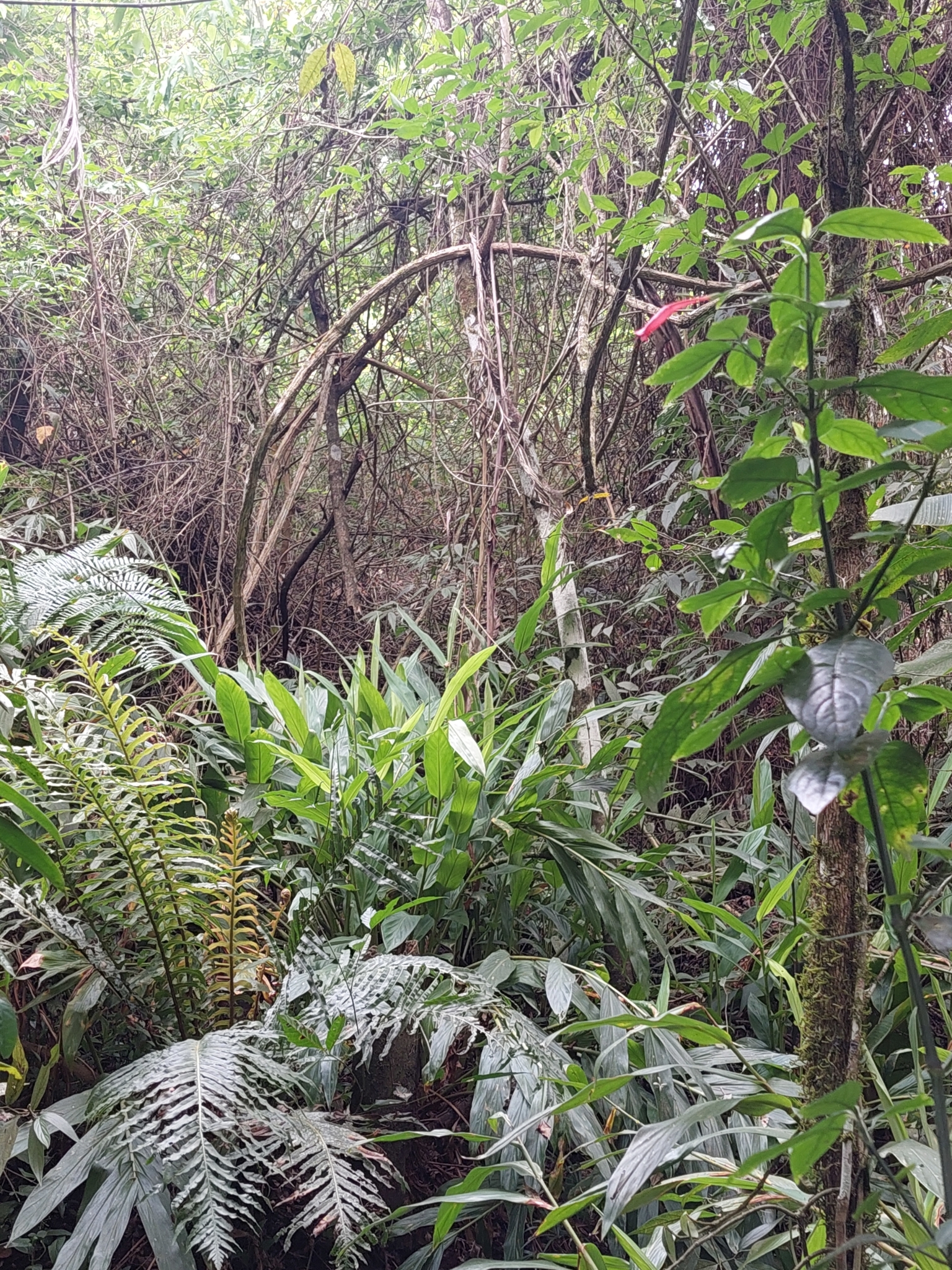 Hedychium coronarium