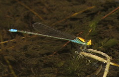 Pseudagrion aureofrons