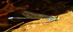 Pseudagrion aureofrons