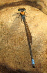 Pseudagrion aureofrons
