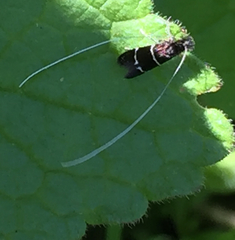 Adela septentrionella