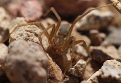 Loxosceles arizonica