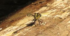 Hemigomphus