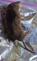 Sorex arcticus
