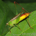 Conocephalus japonicus - Photo (c) Observações Naturalistas | Bruno Uehara, some rights reserved (CC BY-NC), uploaded by Observações Naturalistas | Bruno Uehara