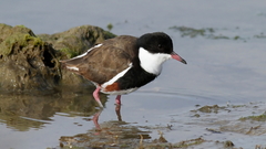 Erythrogonys cinctus