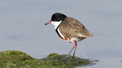 Erythrogonys cinctus