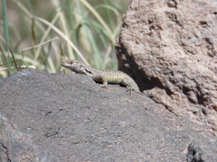 Liolaemus constanzae