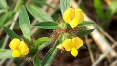 Stylosanthes biflora