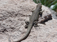 Liolaemus constanzae